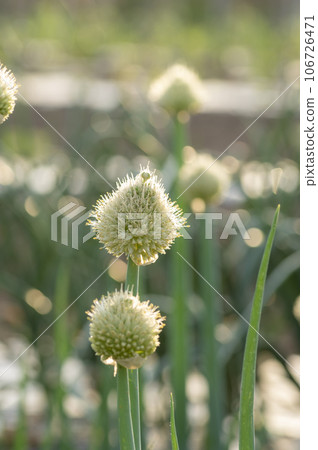 green onions growing in the field 106726471