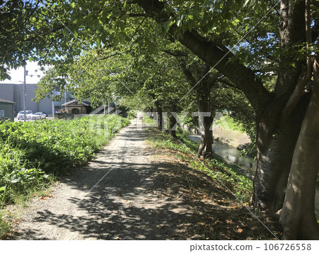 Sunbeams filtering through the trees and a path along the river 106726558