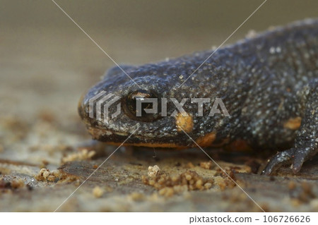 Closeup on a female of the endangered Chuxiong fire-bellied, Cynops cyanurus 106726626