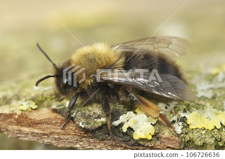 Closeup on a female Clarke's mining bee, Andrena clarkella, sitting on wood Closeup on a female Clarke's mining bee, Andrena clarkella, sitting on wood 106726636