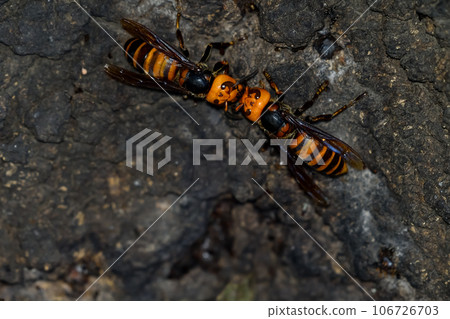 Wheatstone Wheatstone 106726703