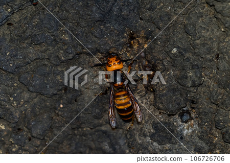 Wheatstone 106726706