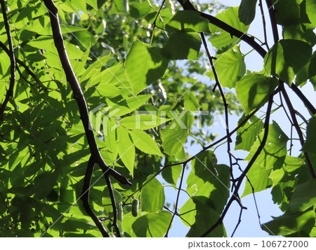 Beautiful leaves in the sunlight 106727000