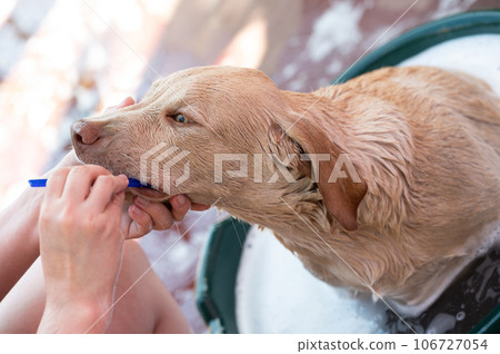 Checking dog teeth theme 106727054