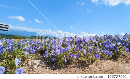 Blue Sky and Blue Flower 106727091