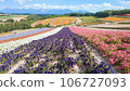 Colorful flower garden @ Shikisai no Oka 106727093