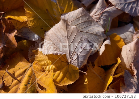 Fallen autumn leaves 106727188