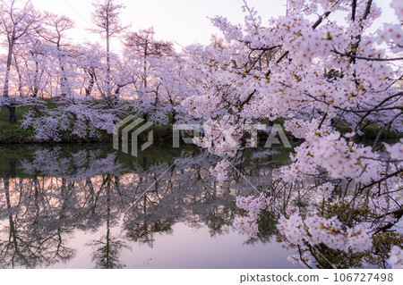 【新潟縣】櫻花盛開,春天的高田城跡公園 【新潟縣】櫻花盛開,春天的高田城跡公園 106727498