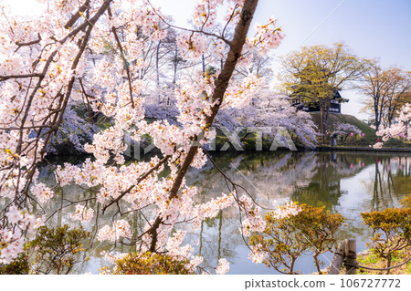 【新潟縣】櫻花盛開,春天的高田城跡公園 【新潟縣】櫻花盛開,春天的高田城跡公園 106727772