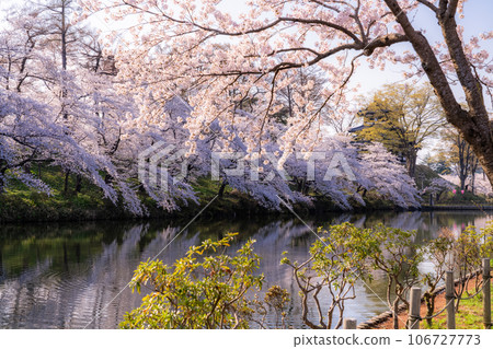 【新潟縣】櫻花盛開,春天的高田城跡公園 【新潟縣】櫻花盛開,春天的高田城跡公園 106727773