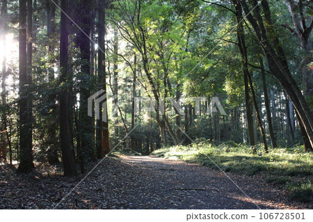 那須乃木神社境內的森林 106728501