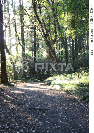 那須乃木神社境內的森林 106728502