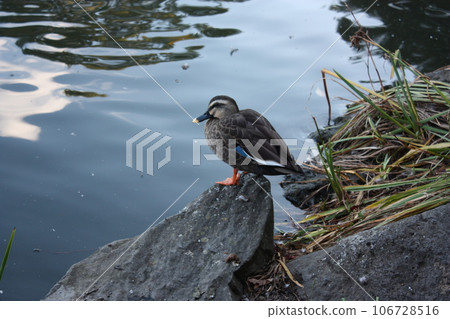 Ducks in the Shizuma marsh within the precincts of Nasunogi Shrine 106728516
