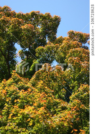 藍天和秋葉開始變色 藍天和秋葉開始變色 106728628
