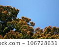 藍天和秋葉開始變色 106728631