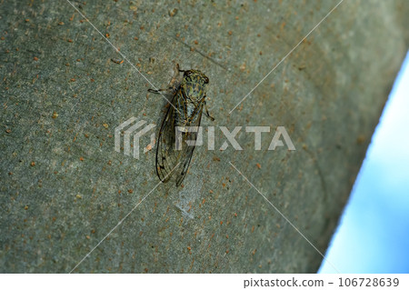 ツクツクボウシ 106728639