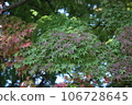紅色和綠色的楓葉 106728645