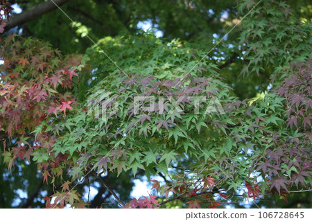 Red and green maple leaves Red and green maple leaves 106728645