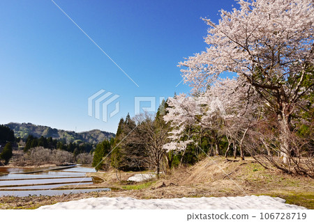 Cherry blossoms on the mountain pass and rice terraces, cherry blossoms and the landscape of the countryside, lingering snow and cherry blossoms in full bloom, tourist spots in Niigata, cherry blossoms shining against the blue sky in spring 106728719