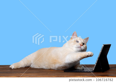 The cat is lying in front of the tablet, raised its paw above the keyboard. The concept of online learning. blue background 106728782