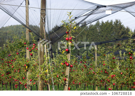 Red apples on standard trees, apple trees, plantation of apple trees Red apples on standard trees, apple trees, plantation of apple trees 106728818