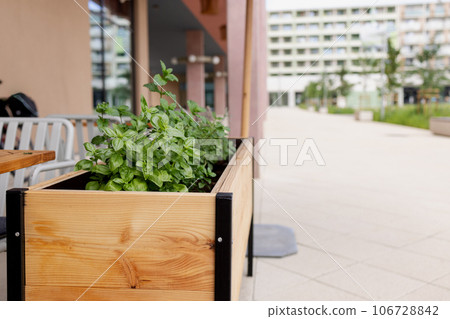Green fresh basil in a wooden bed on the street near the cafe Green fresh basil in a wooden bed on the street near the cafe 106728842