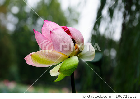 lotus flower. Close up of a pink lotus flower 106729112