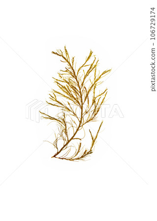 Cystoseira myriophylloides brown algae isolated on white 106729174