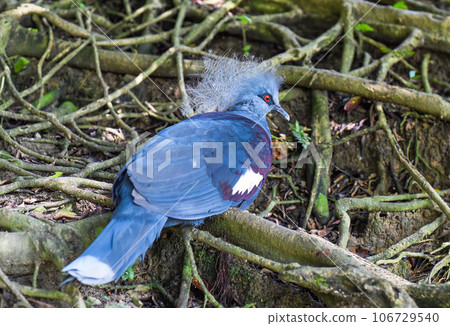 The western crowned pigeon (Goura cristata), also known as the common crowned pigeon or blue crowned pigeon in Kuala Lumpur, Malaysia 106729540