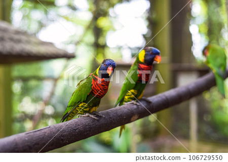 Loriini parrots sitting on a branch in Kuala Lumpur, Malaysia 106729550