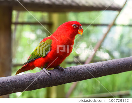 Chattering lory (Lorius garrulus) parrot sitting on branch 106729552
