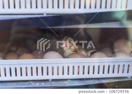 New born chick near eggshell in incubator New born chick near eggshell in incubator 106729556