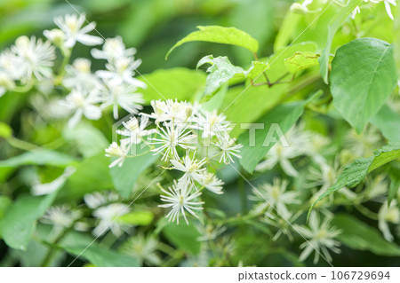 夏季野花 Botanazuru 的葉子有毒，但它們會開出美麗的花朵，吸引蝴蝶。 106729694