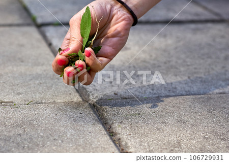 A woman's hand with a red manicure pulls weeds out of the yard concrete slabs A woman's hand with a red manicure pulls weeds out of the yard concrete slabs 106729931