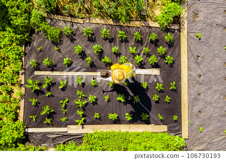 A young girl is farming in her vegetable garden, top view from a drone. A young girl is farming in her vegetable garden, top view from a drone. 106730193