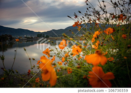 Autumn in Kyoto, autumn evening and autumn colors reflected in the quiet water mirror of Hirosawa Pond, and cosmos blooming on the bank. Autumn in Kyoto, autumn evening and autumn colors reflected in the quiet water mirror of Hirosawa Pond, and cosmos blooming on the bank. 106730359