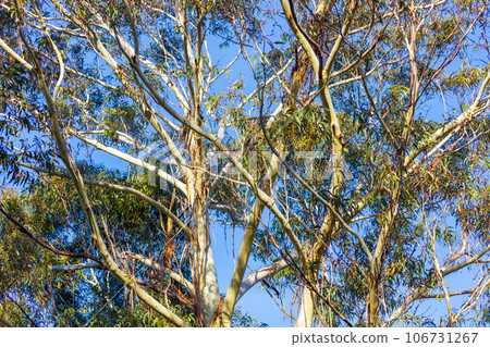 Photograph of green leaves on a Gum Tree in the Blue Mountains in Australia 106731267