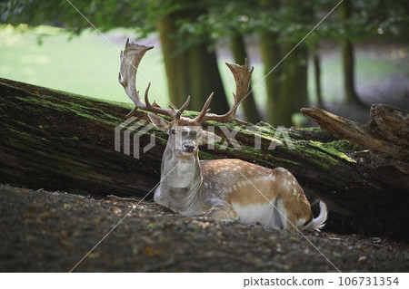 Deer in the evening forest in Denmark Deer in the evening forest in Denmark 106731354