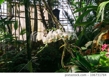 white moth orchid flowers in the large greenhouse 106731784