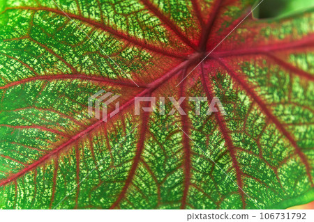 background, texture, colored leaf of caladium plant close-up background, texture, colored leaf of caladium plant close-up 106731792