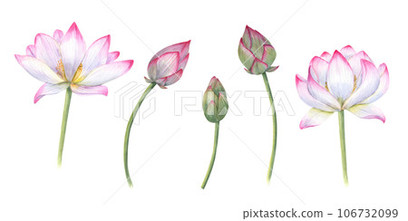 Set of delicate Water Lily, buds, stems. Pink bud, flower, Indian Lotus, Sacred Lotus. Watercolor illustration for wedding design, yoga center, poster, logo, label Set of delicate Water Lily, buds, stems. Pink bud, flower, Indian Lotus, Sacred Lotus. Watercolor illustration for wedding design, yoga center, poster, logo, label 106732099