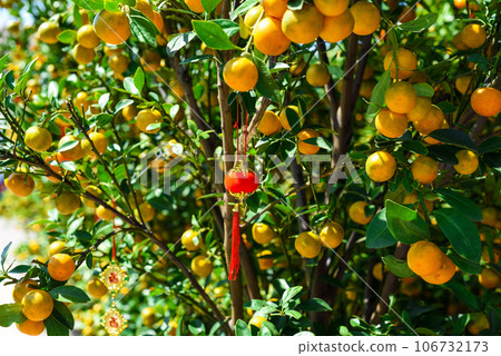 vietnamese tangerine tree close up vietnamese tangerine tree close up 106732173