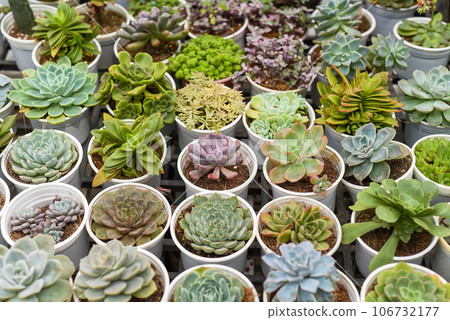 Many potted succulents of Echeveria elegans, Echeveria, Sedum,Graptopetalum (leatherpetal) at a flower market Many potted succulents of Echeveria elegans, Echeveria, Sedum,Graptopetalum (leatherpetal) at a flower market 106732177