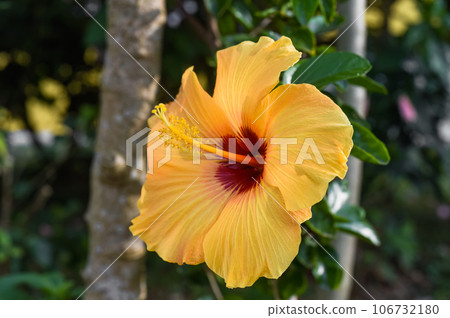 Hibiscus rosa-sinensis, known colloquially as Chinese hibiscus, China rose Hibiscus rosa-sinensis, known colloquially as Chinese hibiscus, China rose 106732180