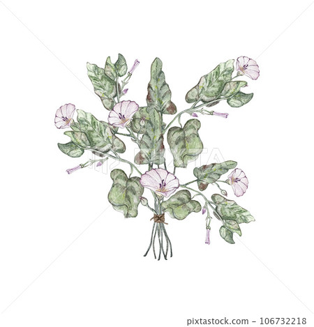 Summer bouquet of bindweed and bindweed leaves . Watercolor illustrations 106732218