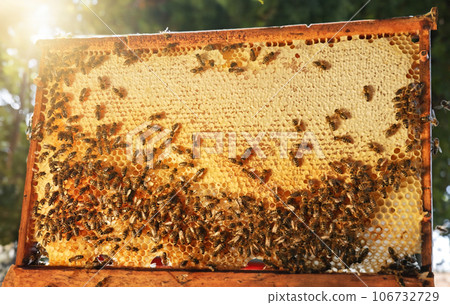 Honey bees on honeycomb in apiary in late summertime. Hexagonal cells for apiary and beekeeping concept background Honey bees on honeycomb in apiary in late summertime. Hexagonal cells for apiary and beekeeping concept background 106732729