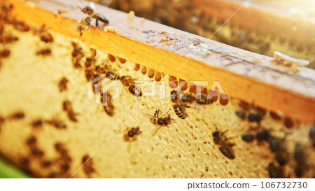Honey bees on honeycomb in apiary in late summertime. Hexagonal cells for apiary and beekeeping concept background Honey bees on honeycomb in apiary in late summertime. Hexagonal cells for apiary and beekeeping concept background 106732730