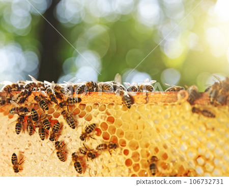 Honey bees on honeycomb in apiary in late summertime. Hexagonal cells for apiary and beekeeping concept background Honey bees on honeycomb in apiary in late summertime. Hexagonal cells for apiary and beekeeping concept background 106732731