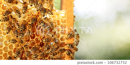 Honey bees on honeycomb in apiary in late summertime. Hexagonal cells for apiary and beekeeping concept background Honey bees on honeycomb in apiary in late summertime. Hexagonal cells for apiary and beekeeping concept background 106732732