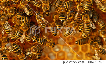 Closeup of honey bees on wax honeycomb with hexagonal cells for apiary and beekeeping concept background Closeup of honey bees on wax honeycomb with hexagonal cells for apiary and beekeeping concept background 106732740